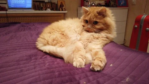 Cute ginger cat lying on bed. Fluffy pet going to sleep and doesn't want to play Stock Footage 100373861