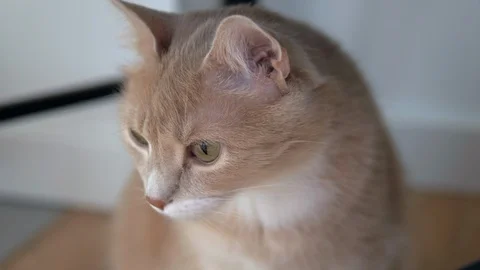 Cute ginger cat lying in bed under a blanket. Fluffy pet comfortably settled to Video stock 105233121