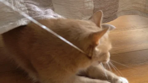 Cute ginger cat lying in bed under a blanket. Fluffy pet comfortably settled to Stock Footage 105233732