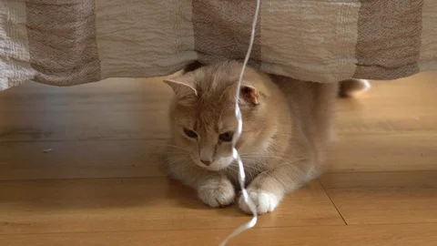 Cute ginger cat lying in bed under a blanket. Fluffy pet comfortably settled to Stock Footage 105234674