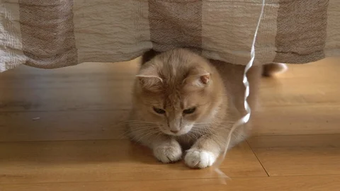 Cute ginger cat lying in bed under a blanket. Fluffy pet comfortably settled to Video stock 105235958