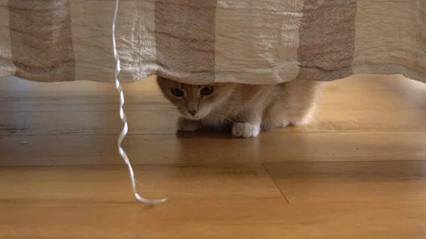 Cute ginger cat lying in bed under a blanket. Fluffy pet comfortably settled to Stock Footage 105236852
