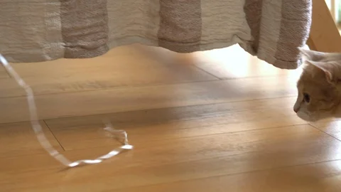 Cute ginger cat lying in bed under a blanket. Fluffy pet comfortably settled to Stock Footage 105237164