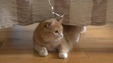 Cute ginger cat lying in bed under a blanket. Fluffy pet comfortably settled to Stock Footage 105237478