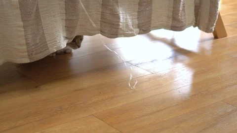 Cute ginger cat lying in bed under a blanket. Fluffy pet comfortably settled to Stock Footage 105238202