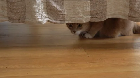 Cute ginger cat lying in bed under a blanket. Fluffy pet comfortably settled to Video stock 105238412