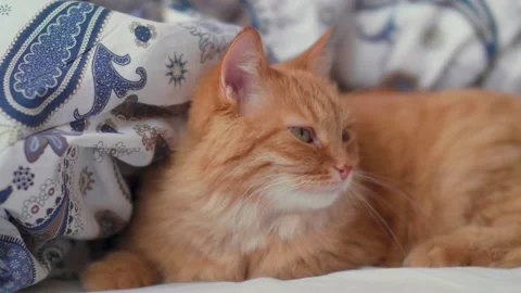 Cute ginger cat is lying in bed. Fluffy pet comfortably relaxes on patterned bed Stock Footage 164606934
