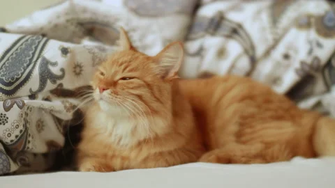 Cute ginger cat is lying in bed. Fluffy pet comfortably relaxes on patterned bed Stock Footage 164606991