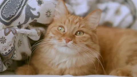Cute ginger cat is lying in bed. Fluffy pet comfortably relaxes on patterned bed Stock Footage 164607012