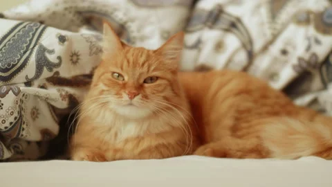 Cute ginger cat is lying in bed. Fluffy pet comfortably relaxes on patterned bed Stock Footage 170155801