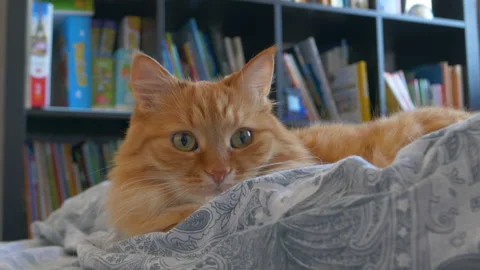 Cute ginger cat is lying in bed. Fluffy pet comfortably relaxes on patterned bed Stock Footage 172412056