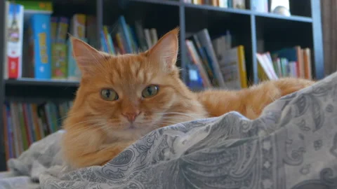 Cute ginger cat is lying in bed. Fluffy pet comfortably relaxes on patterned bed Stock Footage 172412204