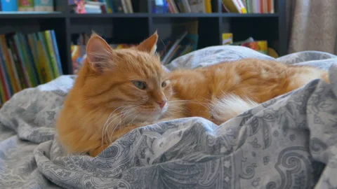 Cute ginger cat is lying in bed. Fluffy pet comfortably relaxes on patterned bed Stock Footage 172412328