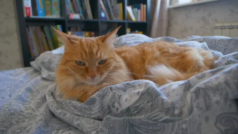 Cute ginger cat is lying in bed. Fluffy pet comfortably relaxes on patterned bed Stock Footage 172412423