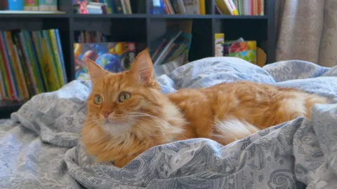 Cute ginger cat is lying in bed. Fluffy pet comfortably relaxes on patterned bed Stock Footage 172412458