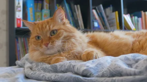 Cute ginger cat is lying in bed. Fluffy pet comfortably relaxes on patterned bed Stock Footage 220019270