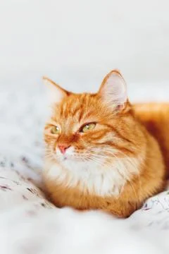 Cute ginger cat lying in bed. Fluffy pet looks curiously. Cozy home backgroun Stock Photos