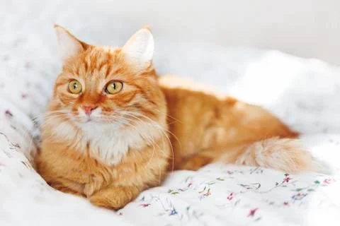 Cute ginger cat lying in bed. Fluffy pet looks curiously. Cozy home backgroun Stock Photos