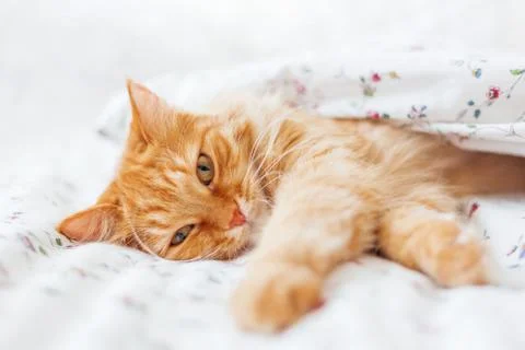 Cute ginger cat lying in bed under a blanket. Fluffy pet comfortably settled  Stock Photos