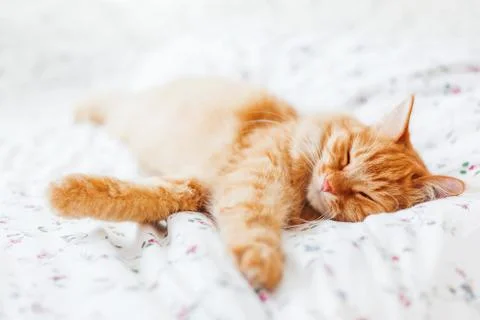 Cute ginger cat lying in bed. Fluffy pet comfortably settled to sleep. Cozy h Stock Photos