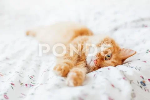 Cute ginger cat lying in bed. Fluffy pet comfortably settled to sleep. Cozy h Stock Photos