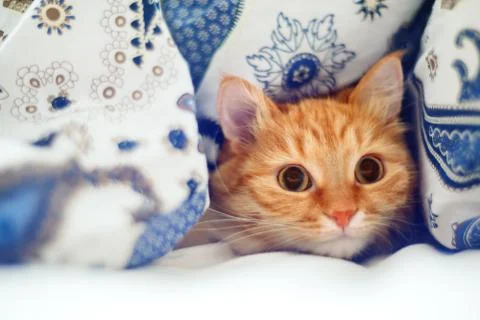 Cute ginger cat lying in bed under a blanket. Fluffy pet comfortably settled  Foto stock