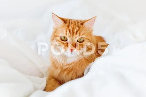 Cute ginger cat lying in bed. Fluffy pet comfortably settled to sleep or to p Stock Photos