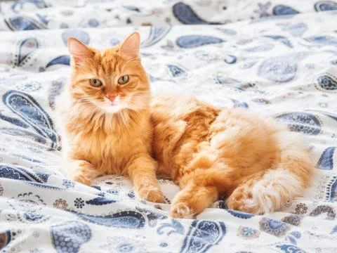 Cute ginger cat lying in bed. Fluffy pet comfortably settled to sleep or to p Stock Photos