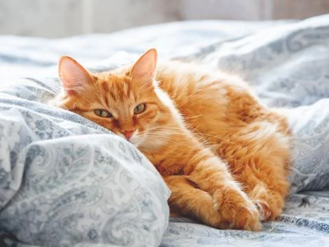 Cute ginger cat lying in bed. Fluffy pet looks curiously. Cozy home backgroun Stock Photos