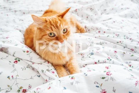 Cute ginger cat lying in bed. Fluffy pet looks curiously. Cozy home backgroun Stock Photos
