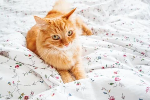 Cute ginger cat lying in bed. Fluffy pet looks curiously. Cozy home backgroun Foto stock