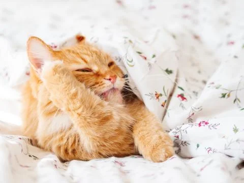 Cute ginger cat lying in bed under the blanket. Fluffy pet licking its paws.  Stock Photos