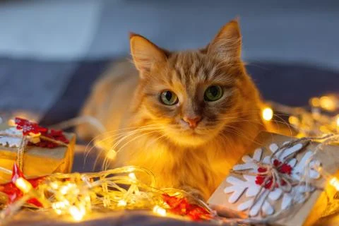 Cute ginger cat lying in bed with shining light bulbs and New Year presents i Foto stock