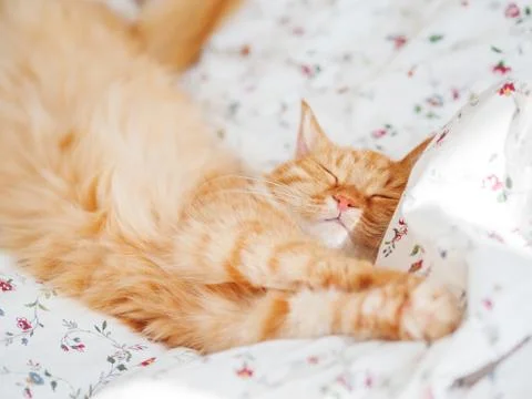 Cute ginger cat lying in bed. Fluffy pet stretching. Cozy home background, mo Stock Photos
