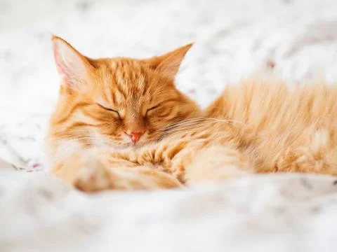 Cute ginger cat lying in bed. Fluffy pet dozing. Cozy home background, mornin Stock Photos