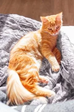 Cute ginger cat lying  in bed. Fluffy pet with curious funny expression on fa Stock Photos