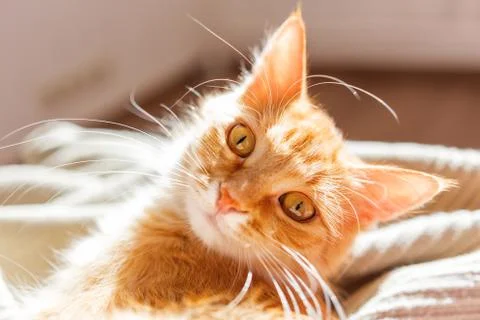 Cute ginger cat lying in bed. Fluffy pet with curious funny expression on fac Stock Photos