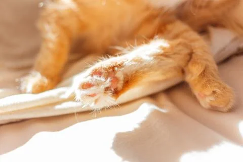Cute ginger cat lying in bed. Close up photo of fluffy pet's paws. Stock Photos