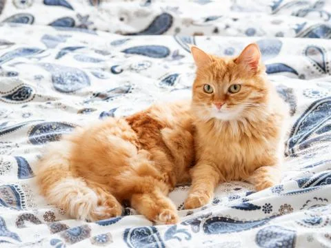 Cute ginger cat lying in bed. Fluffy pet going to sleep here. Cozy morning be Stock Photos