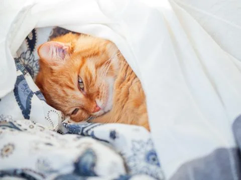 Cute ginger cat lying in bed under a blanket. Fluffy pet comfortably settled  Stock Photos
