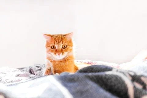 Cute ginger cat lying in bed. Fluffy pet with surprised expression on face. Stock Photos
