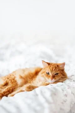 Cute ginger cat lying in bed. Fluffy pet comfortably settled to sleep. Cozy h Stock Photos
