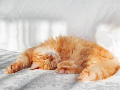 Cute ginger cat lying in bed. Fluffy pet stretching. Cozy home background, mo Stock Photos
