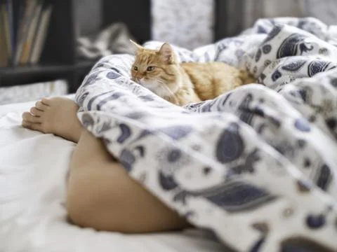Cute ginger cat lying in bed near pet's owner feet. Fluffy pet relaxing on pa Stock Photos