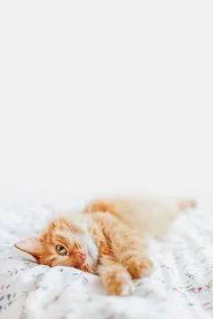 Cute ginger cat lying in bed under blanket. Fluffy pet comfortably settled to Stock Photos