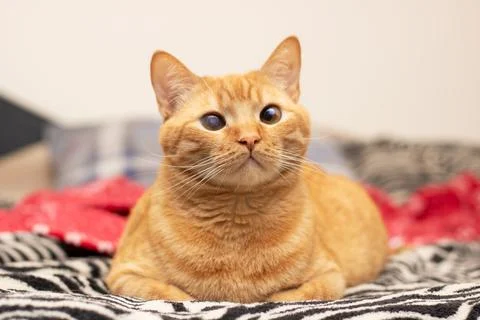 Cute ginger cat lying on the bed Stock Photos