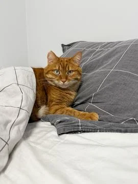 Cute ginger cat lying in the bed and looking at camera Stock Photos