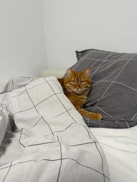 Cute ginger cat lying in the bed and looking at camera Stock Photos