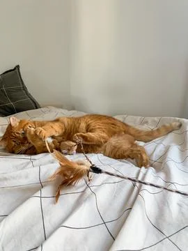 Cute ginger cat lying on the bed and playing with the play wand Stock Photos