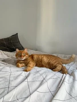 Cute ginger cat lying on the bed and looking at camera Foto stock